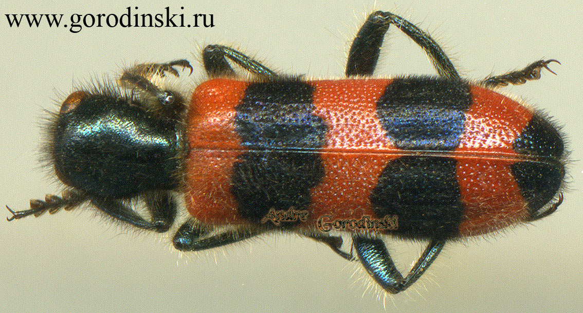 http://www.gorodinski.ru/oth_col/Trichodes sp..jpg